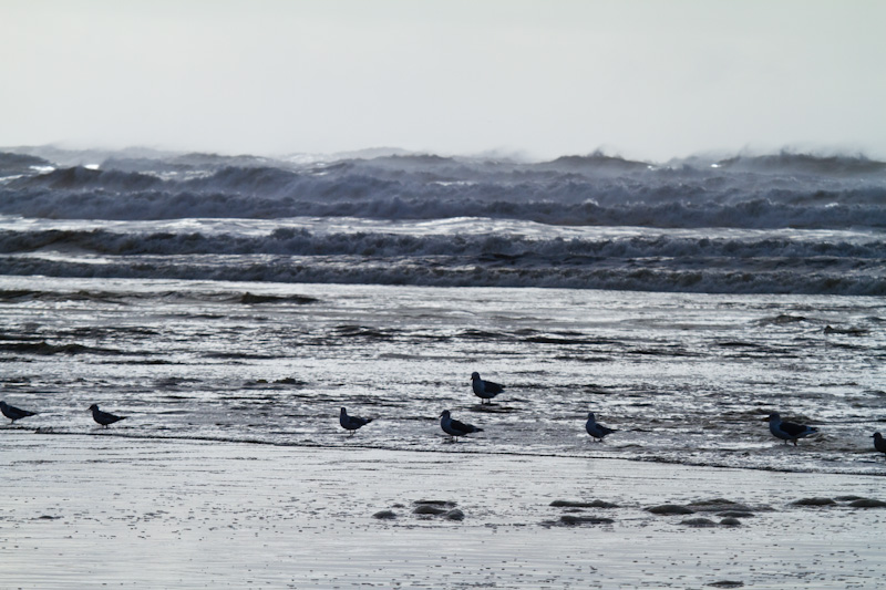 Gulls In Surf
